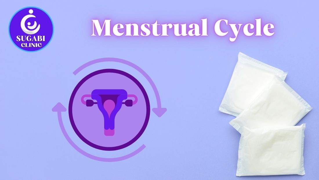 Menstrual Cycle 101 Key Phases & Fertility Facts, sugabi clinic